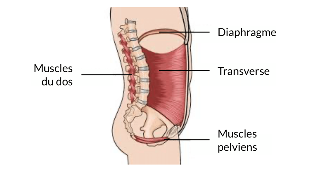 Anatomie du caisson abdominal où le surplus adipeux s'accumulent, mettant en lumière l'obésité abdominale de la personne.