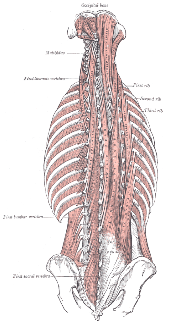Anatomie des muscles érecteurs du rachis (dos)