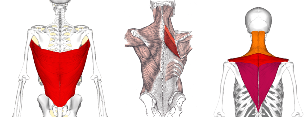 Anatomie des muscles superficiels du dos